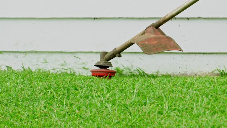 Best Lawn Disease Treatment  in Johnsonville, SC