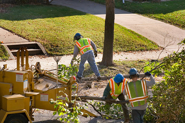 Johnsonville, SC Tree Services Company
